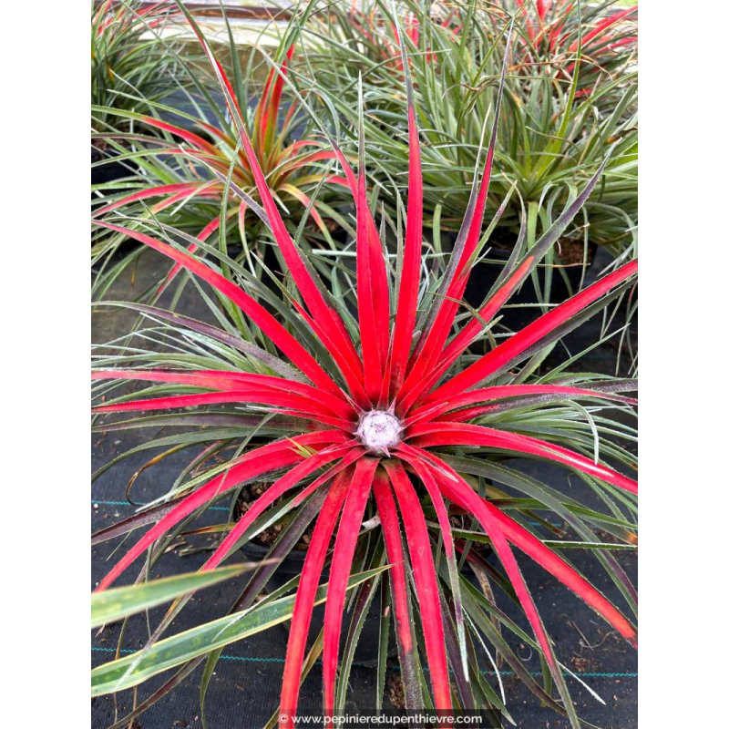 FASCICULARIA bicolor