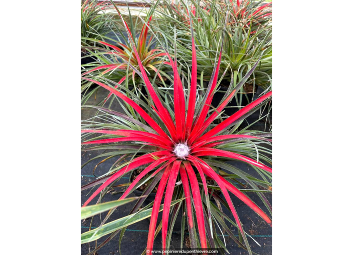 FASCICULARIA bicolor