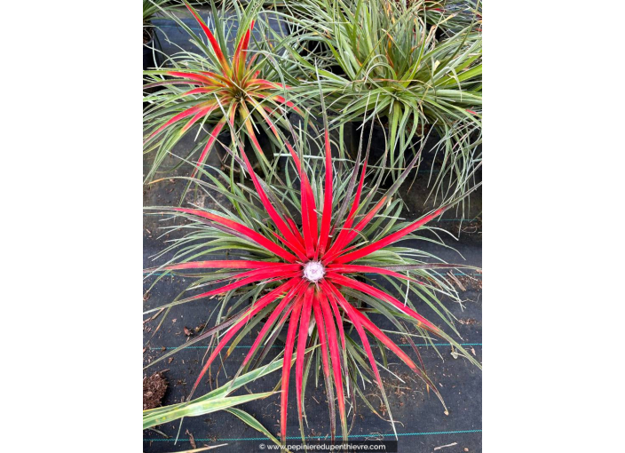 FASCICULARIA bicolor