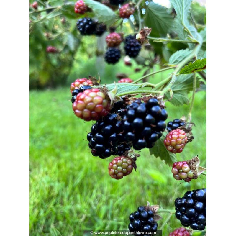 MÛRIER SANS ÉPINES 'Dirksen'