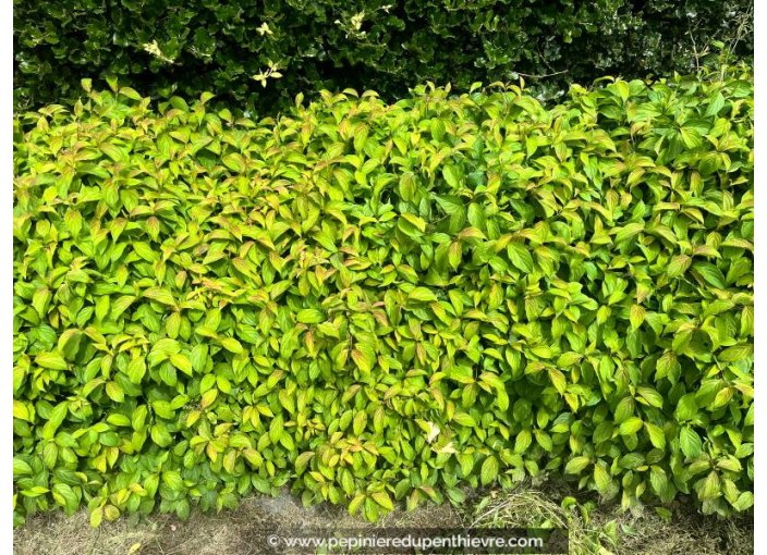 CORNUS sericea 'Kelseyi'