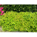 CORNUS sericea \'Kelseyi\'