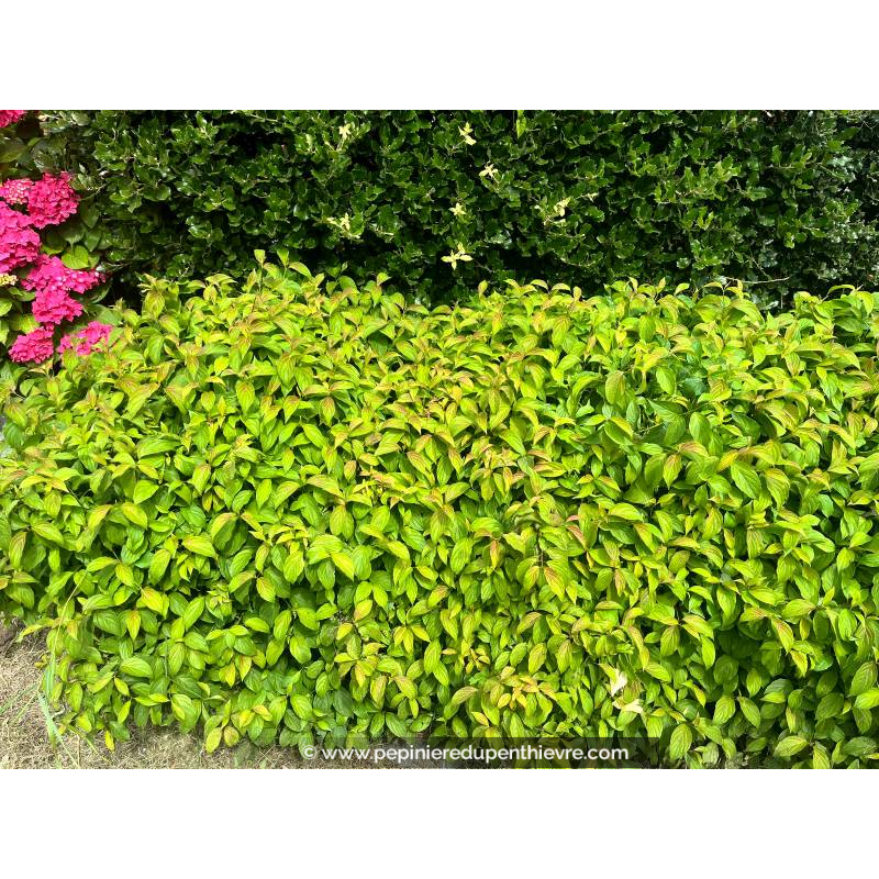 CORNUS sericea 'Kelseyi'