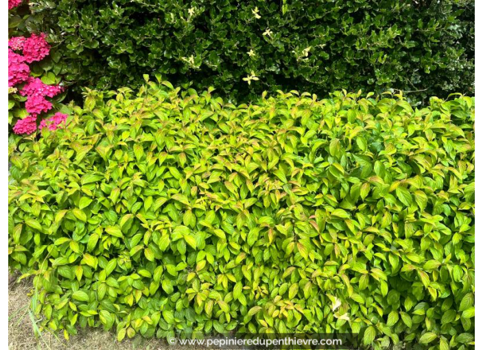 CORNUS sericea 'Kelseyi'