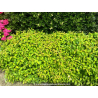 CORNUS sericea \'Kelseyi\'