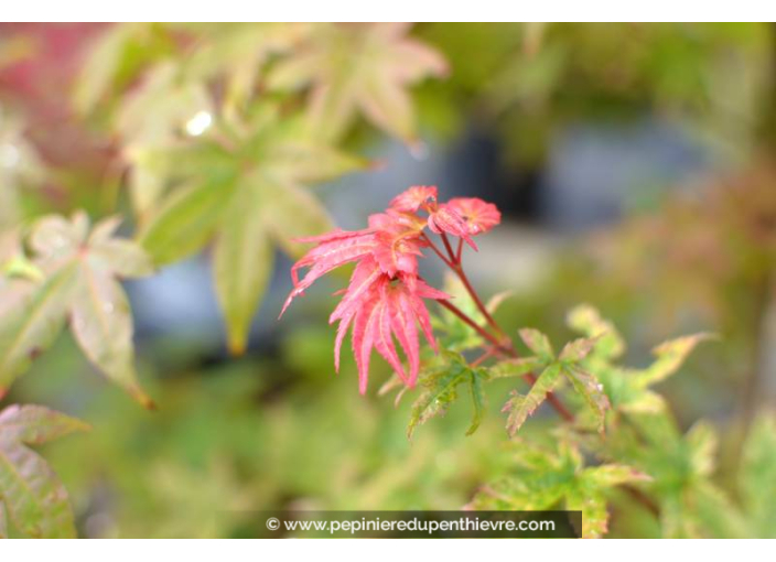 ACER palmatum 'Deshojo'