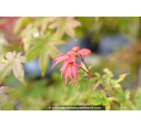 ACER palmatum 'Deshojo'