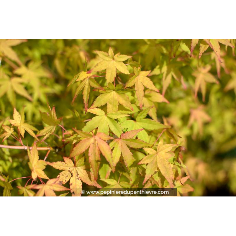 ACER palmatum 'Ueno-Yama'