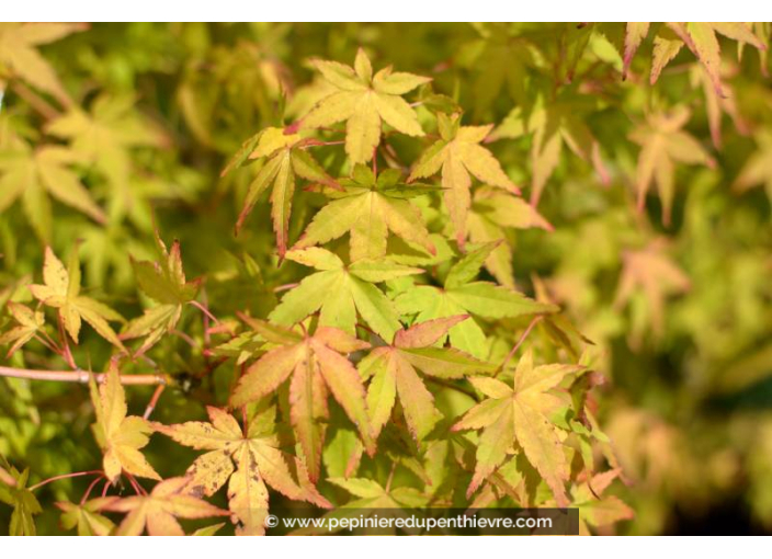 ACER palmatum 'Ueno-Yama'