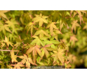 ACER palmatum 'Ueno-Yama' ACER palmatum 'Ueno-Yama'