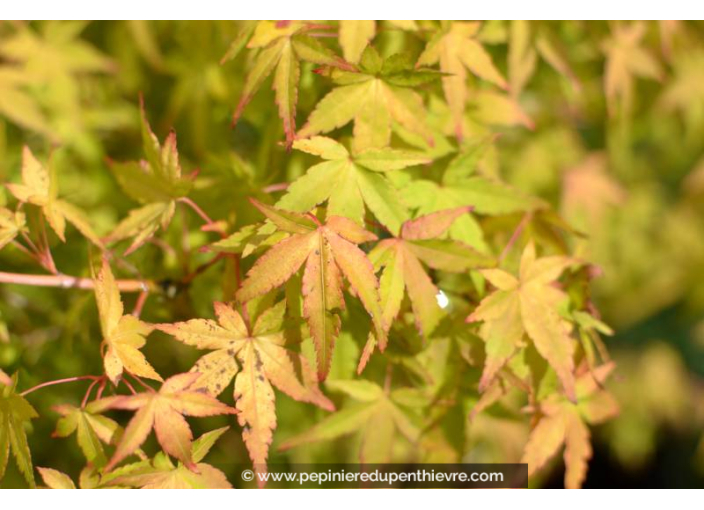 ACER palmatum 'Ueno-Yama' ACER palmatum 'Ueno-Yama'