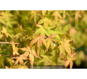 ACER palmatum 'Ueno-Yama' ACER palmatum 'Ueno-Yama'