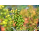 ACER palmatum 'Shishigashira' ACER palmatum 'Shishigashira'