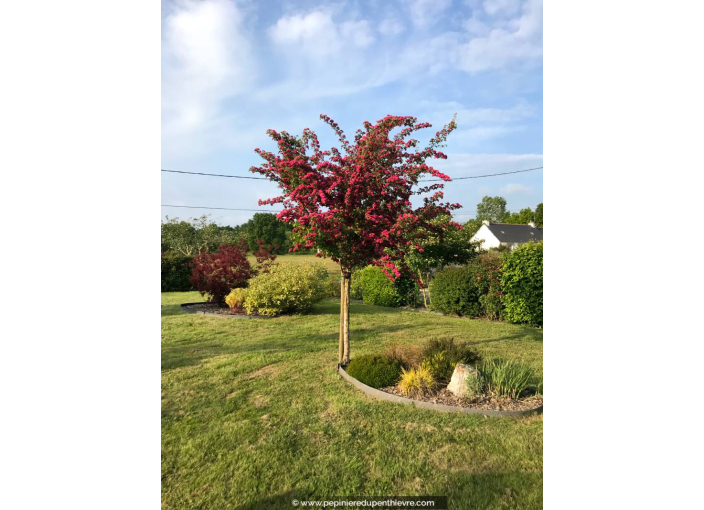 CRATAEGUS laevigata 'Paul's Scarlet' CRATAEGUS laevigata 'Paul's Scarlet'