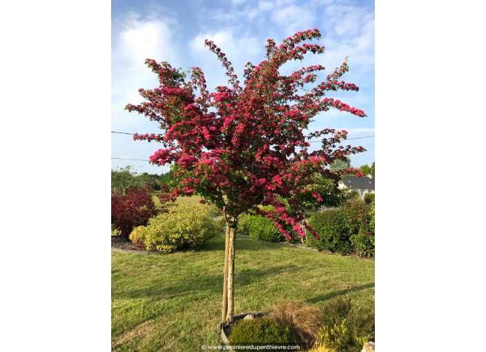 CRATAEGUS laevigata 'Paul's Scarlet' CRATAEGUS laevigata 'Paul's Scarlet'