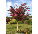 CRATAEGUS laevigata 'Paul's Scarlet' CRATAEGUS laevigata 'Paul's Scarlet'