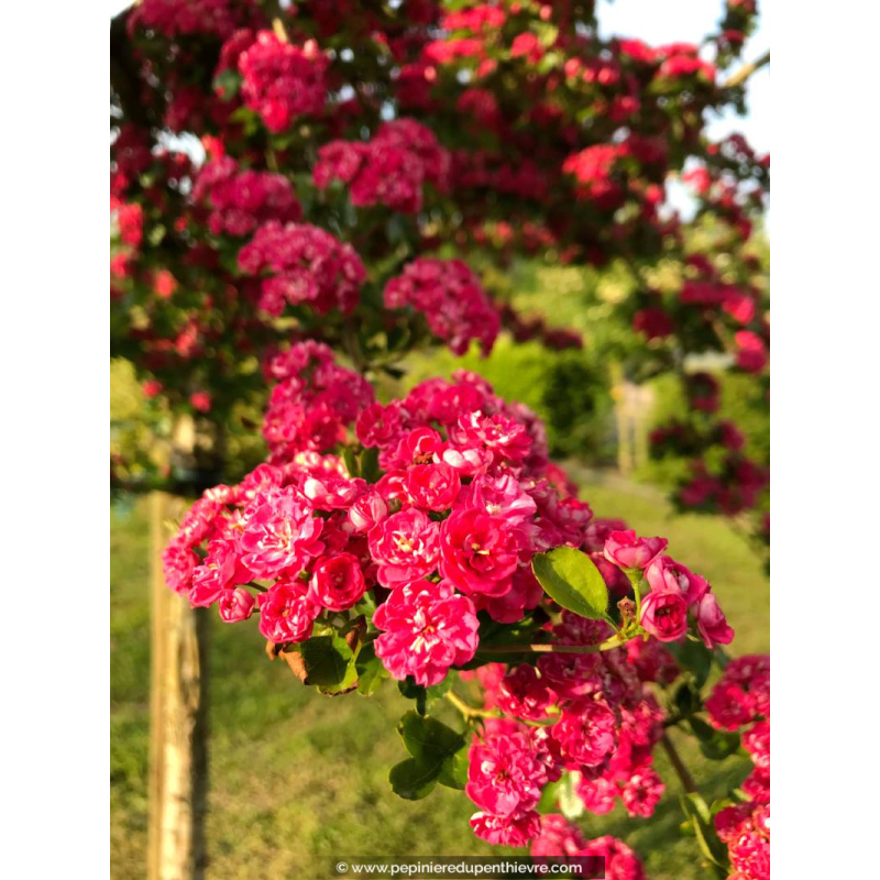 CRATAEGUS laevigata 'Paul's Scarlet'