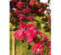 CRATAEGUS laevigata 'Paul's Scarlet' CRATAEGUS laevigata 'Paul's Scarlet'