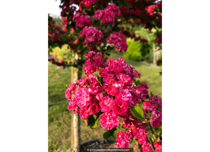 CRATAEGUS laevigata 'Paul's Scarlet' CRATAEGUS laevigata 'Paul's Scarlet'
