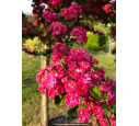 CRATAEGUS laevigata 'Paul's Scarlet' CRATAEGUS laevigata 'Paul's Scarlet'