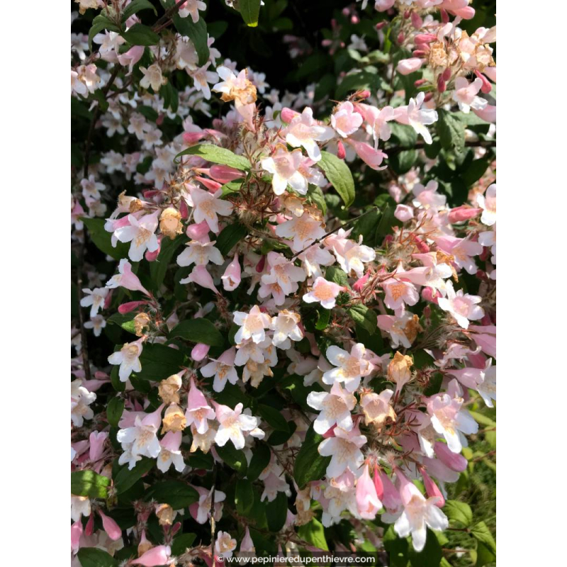KOLKWITZIA amabilis 'Pink Cloud'