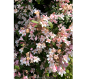 KOLKWITZIA amabilis 'Pink Cloud'