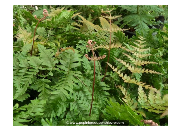 DRYOPTERIS erythrosora DRYOPTERIS erythrosora