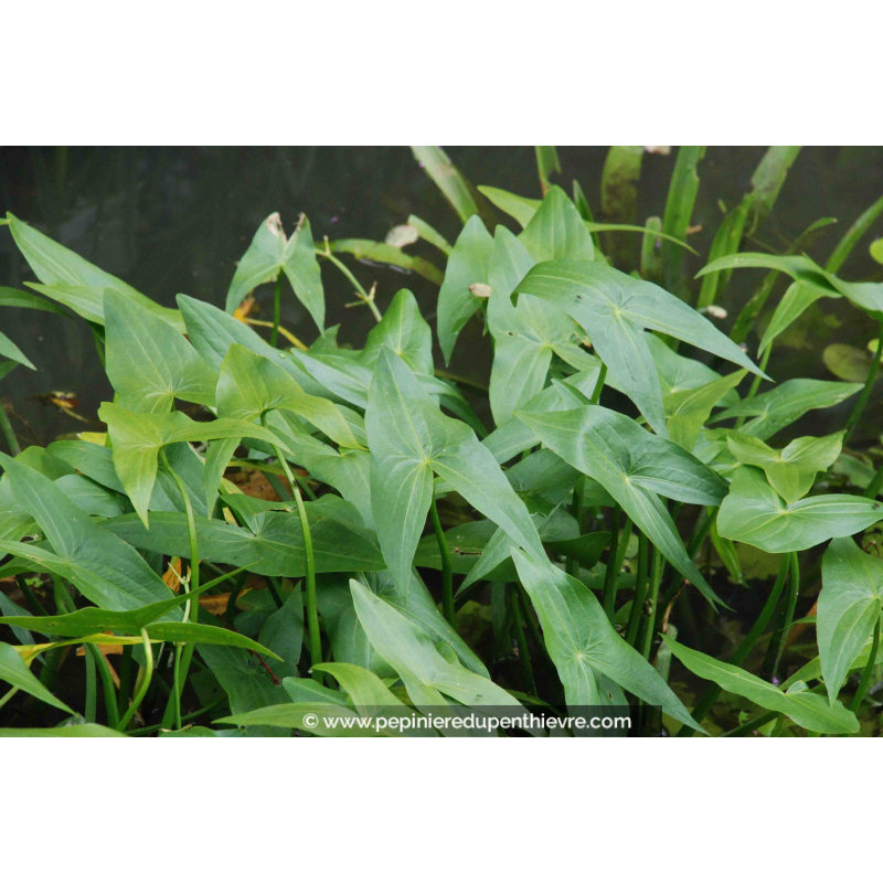 SAGITTARIA sagittifolia