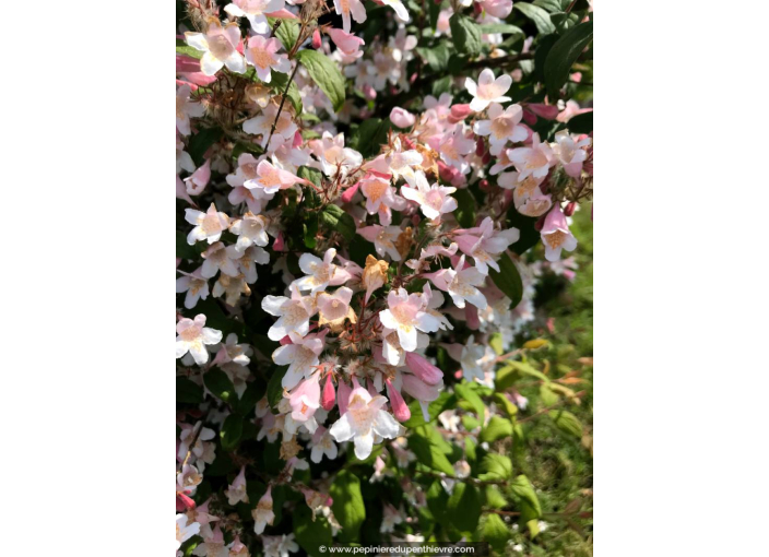 KOLKWITZIA amabilis 'Pink Cloud'