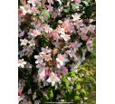 KOLKWITZIA amabilis 'Pink Cloud'