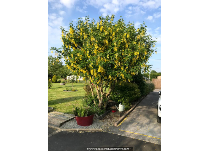 LABURNUM anagyroides LABURNUM anagyroides