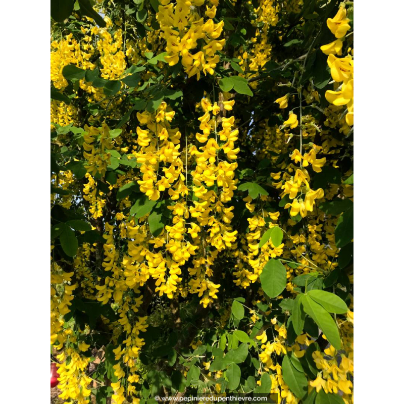 LABURNUM anagyroides