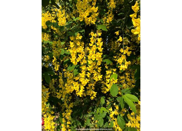 LABURNUM anagyroides