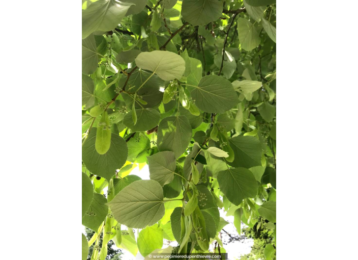 TILIA tomentosa 'Brabant'