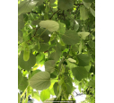 TILIA tomentosa 'Brabant'