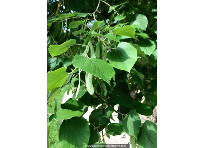 TILIA tomentosa 'Brabant'