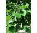 TILIA tomentosa 'Brabant'