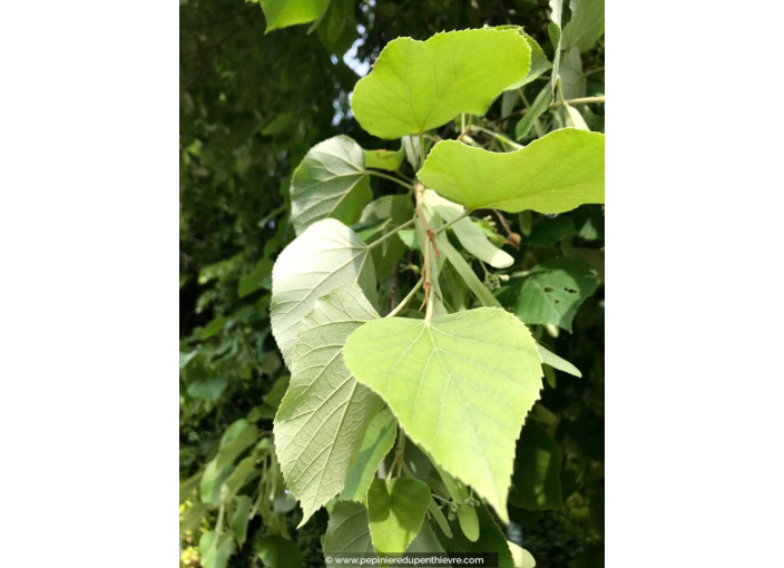 TILIA tomentosa 'Brabant'