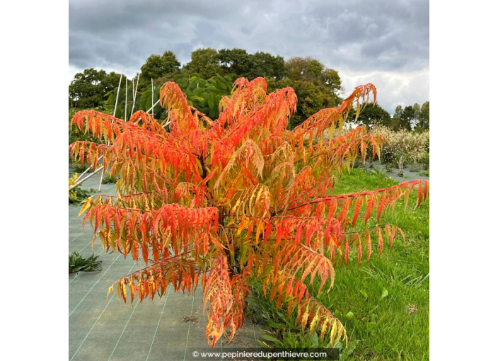 RHUS typhina 'Tiger Eyes'®