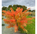 RHUS typhina 'Tiger Eyes'®