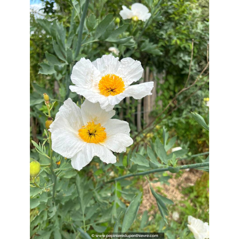 ROMNEYA coulteri