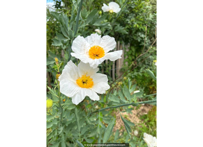 ROMNEYA coulteri