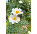 ROMNEYA coulteri ROMNEYA coulteri
