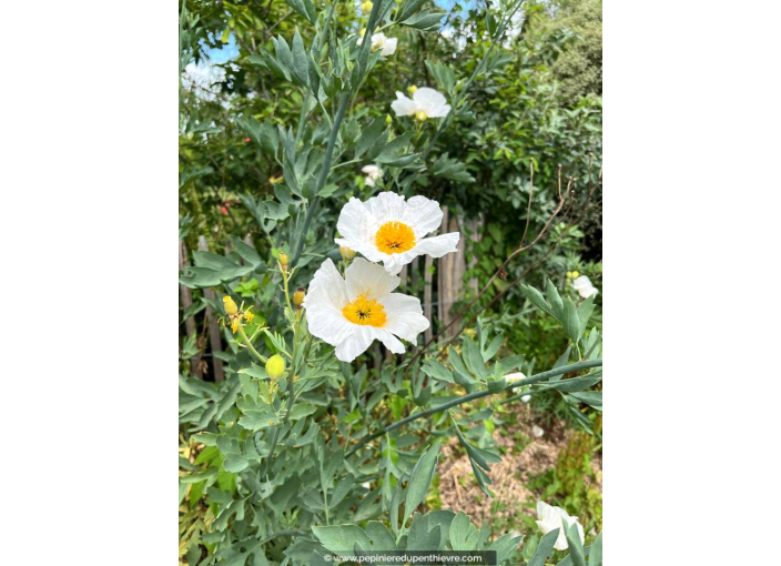 ROMNEYA coulteri ROMNEYA coulteri