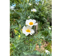 ROMNEYA coulteri ROMNEYA coulteri