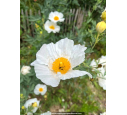 ROMNEYA coulteri ROMNEYA coulteri
