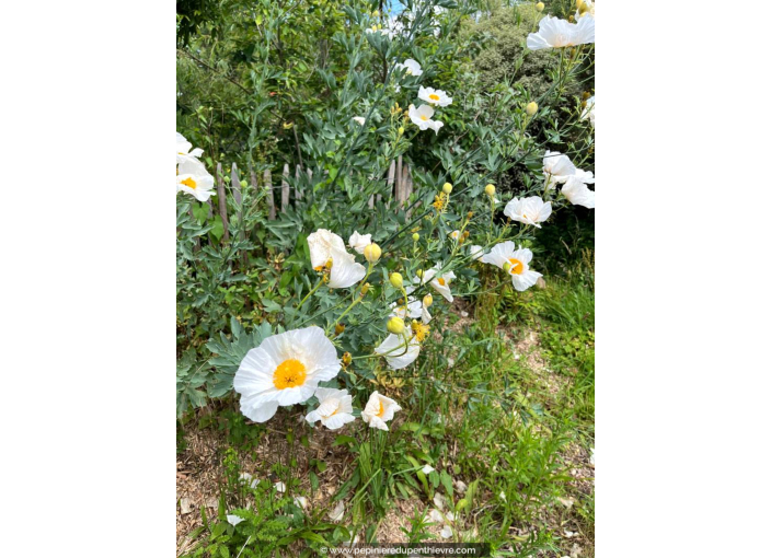 ROMNEYA coulteri ROMNEYA coulteri