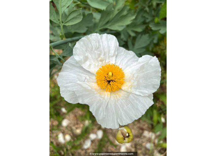 ROMNEYA coulteri ROMNEYA coulteri