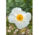 ROMNEYA coulteri ROMNEYA coulteri