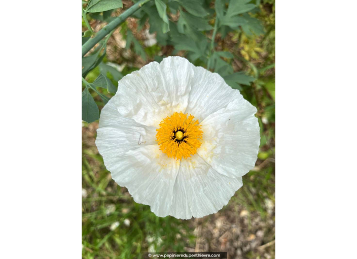 ROMNEYA coulteri ROMNEYA coulteri